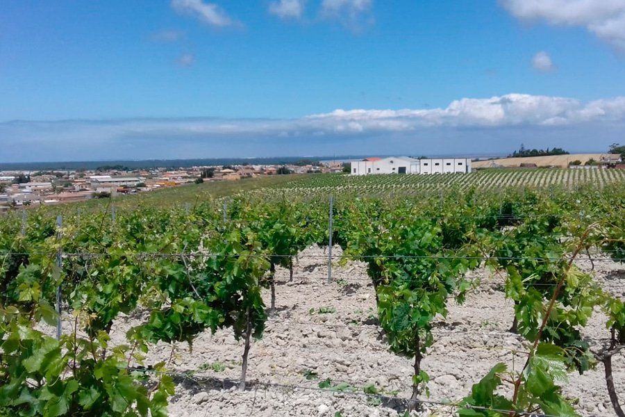 Viña la Callejuela